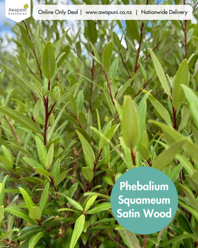 Phebalium Squameum Satin Wood